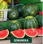 Buah Semangka